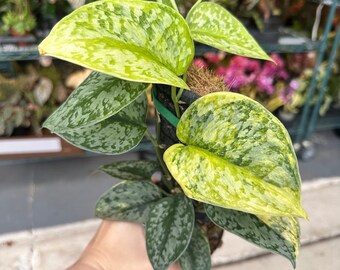 Sansevieria Kirkii Coppertone - 4” Pot - Etsy