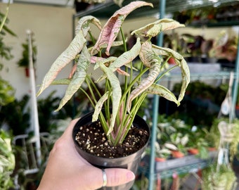 4” Syngonium rolli