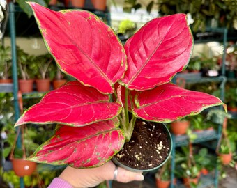 4” Aglaonema super red