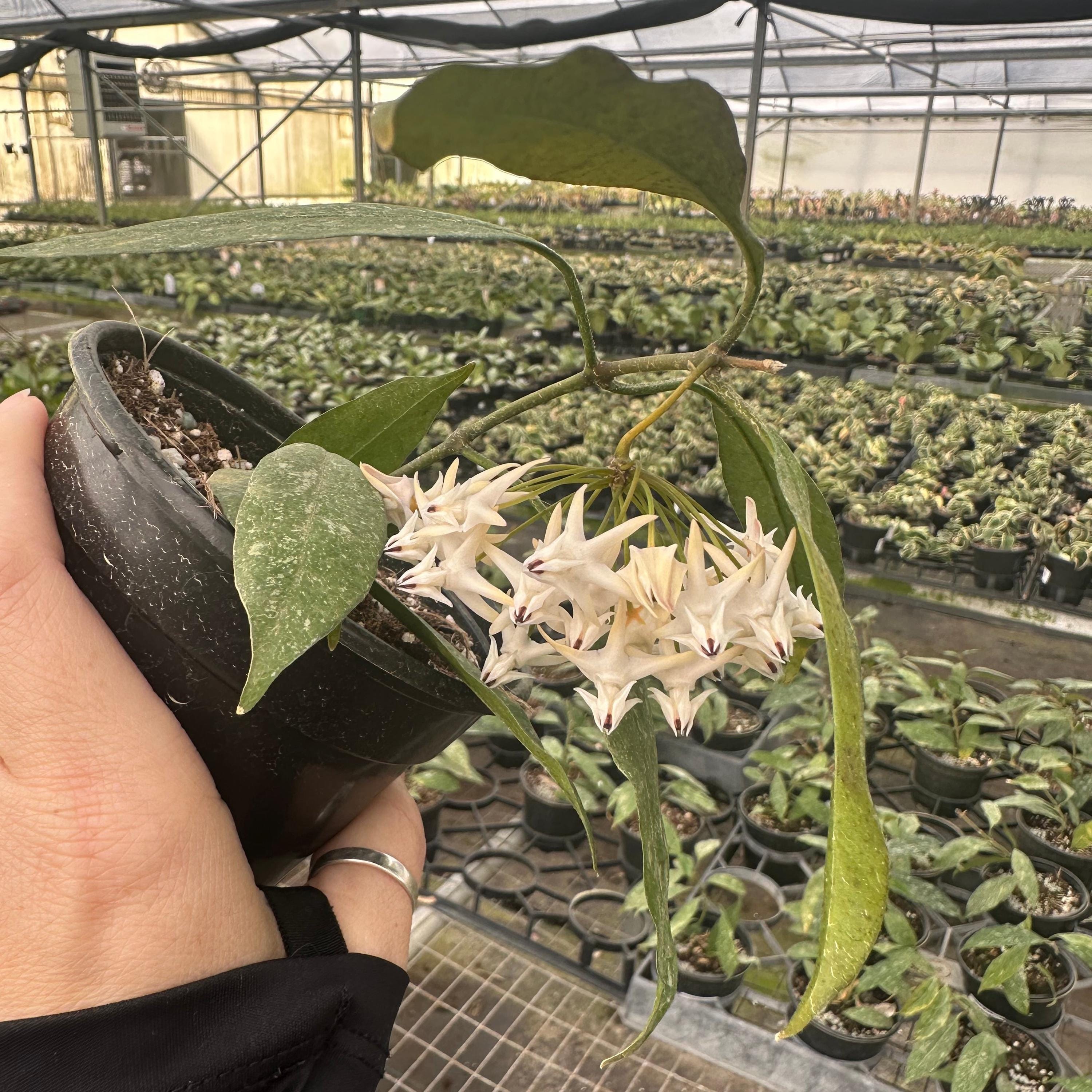 Hoya Multiflora Splash - 4