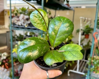 4” Hoya Deykeae