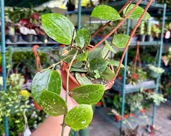 6” Hoya parasitica (heart shaped)