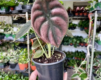 4” Alocasia Cuprea 'Red Secret'