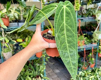 Anthurium princess of hearts