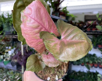 4” Syngonium Strawberry Ice