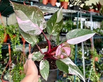 Philodendron Pink Princess Marble / Galaxy – Pink Variegated Live Plant – 4" Pot