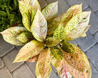 8” Aglaonema bidadari - huge!