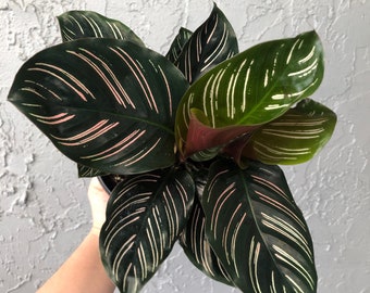 6” Calathea 'ornata'