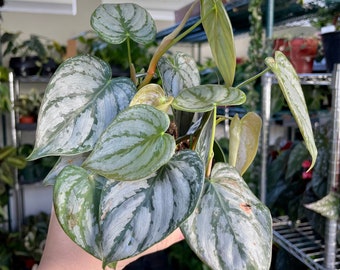 6” Philodendron Brandtianum