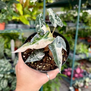 Variegated Alocasia Pink Polly - Etsy