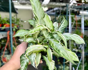 6” Syngonium starlite