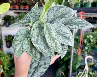 Scindapsus Sentarum - Etsy