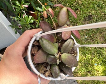 Hoya Serpens Silver - Etsy