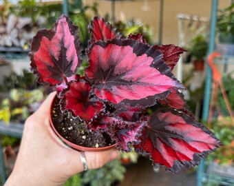 4” Begonia Harmony’s red robin