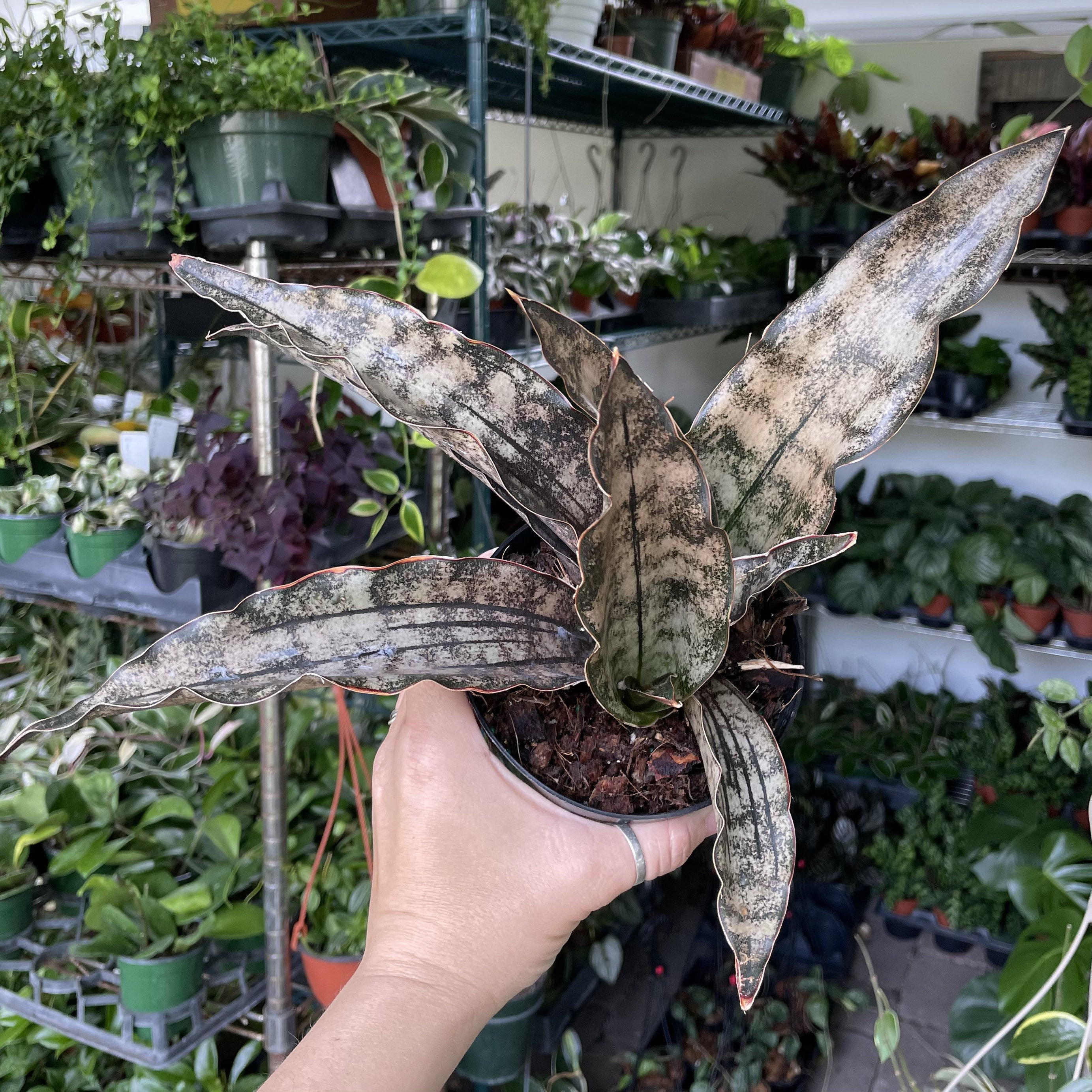 Sansevieria Kirkii Coppertone - 4” Pot - Etsy