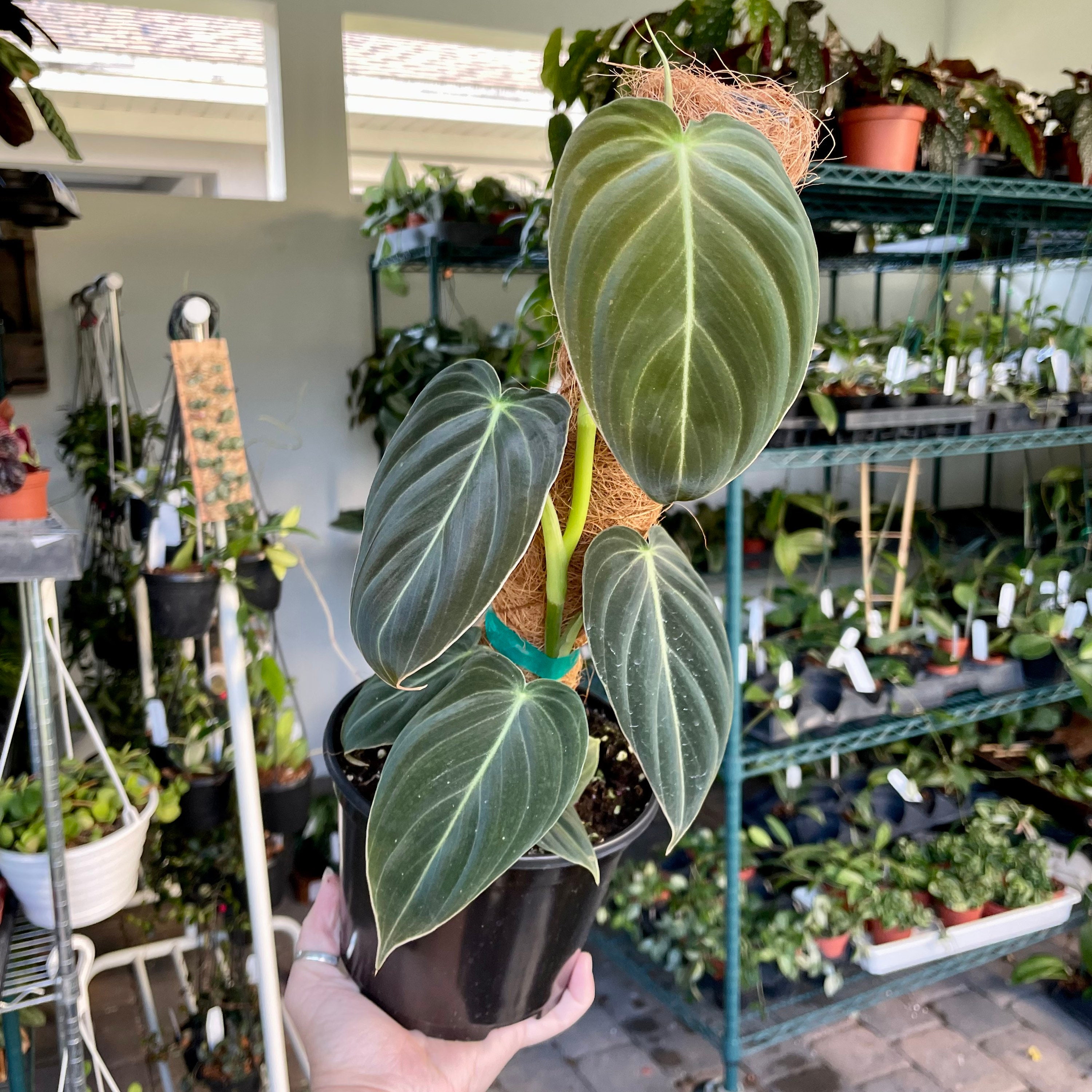 Philodendron Melanochrysum With Moss Pole - 6 Pot - Potted Houseplant -  Etsy