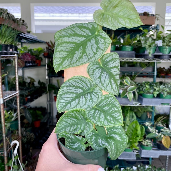 4” Monstera dubia