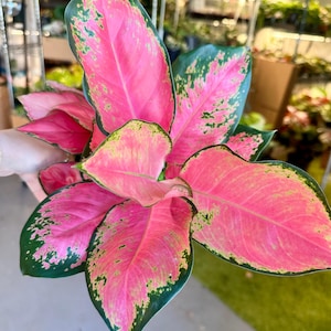 May include: An Aglaonema plant featuring broad, pointed leaves with a vibrant pink center and dark green margins. The foliage displays a mottled pattern where the pink and green colors blend, creating a distinct contrast across the plant's leaves.