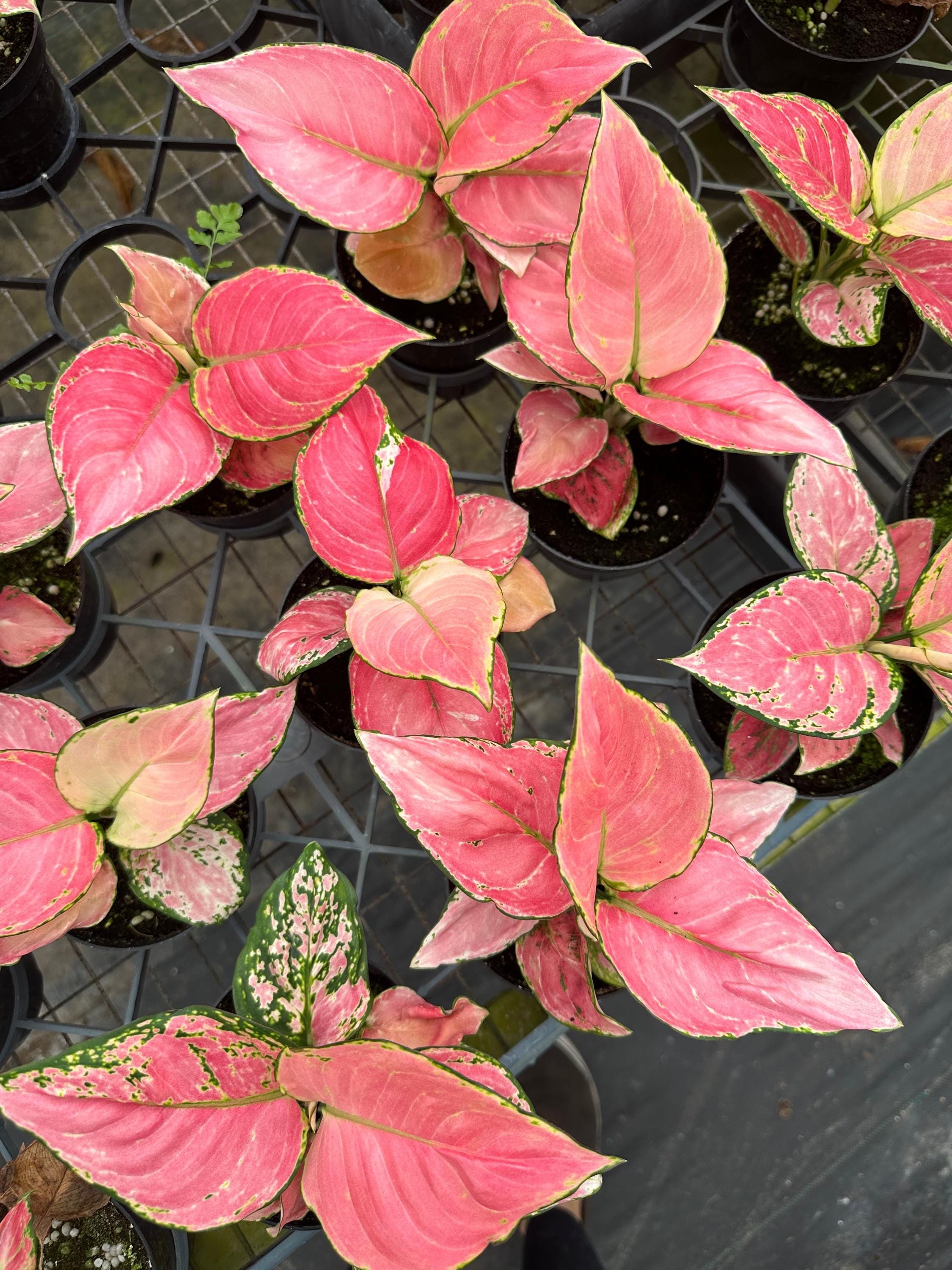Aglaonema Red Diamond - Red Chinese Evergreen - Colorful Indoor Live Houseplant - 4" Pot