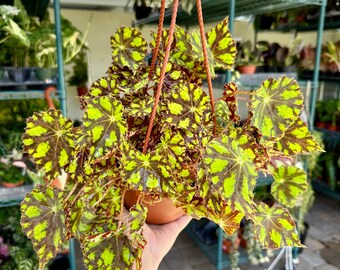 Begonia ’eyelash’