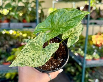 4” Syngonium mojito - small