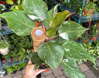 6” Philodendron white knight galaxy - exact plant