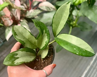 Sansevieria Kirkii Coppertone - 4” Pot - Etsy