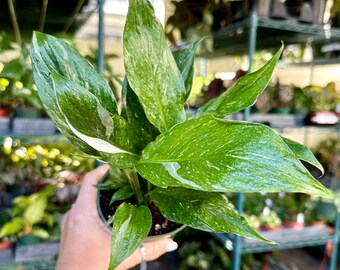 4" Variegated Peace Lily ‘domino’