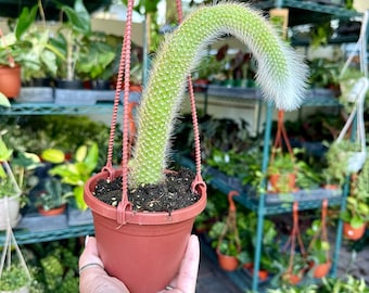 4” Monkey Tail Cactus