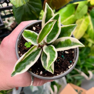 May include: A small potted plant with green and white variegated leaves. The plant is in a gray pot filled with soil and small green fertilizer pellets. A small four-leaf clover is visible.