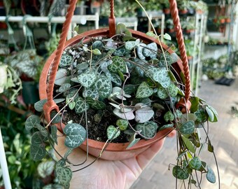 Ceropegia woodii ‘string of hearts’ - 5” pot
