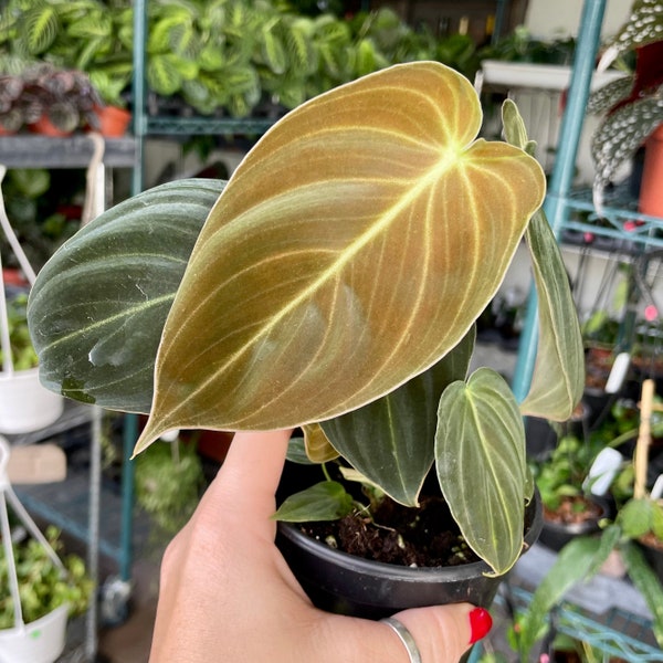 4” Philodendron melanochrysum