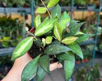 4” Hoya burtoniae variegated