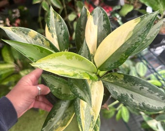 Aglaonema Manila Pride - Etsy