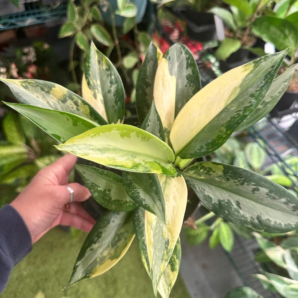 Aglaonema Suwannaphum / Suvarnabhumi – Plante vivante chinoise à feuilles persistantes très panachée – Pot de 6"