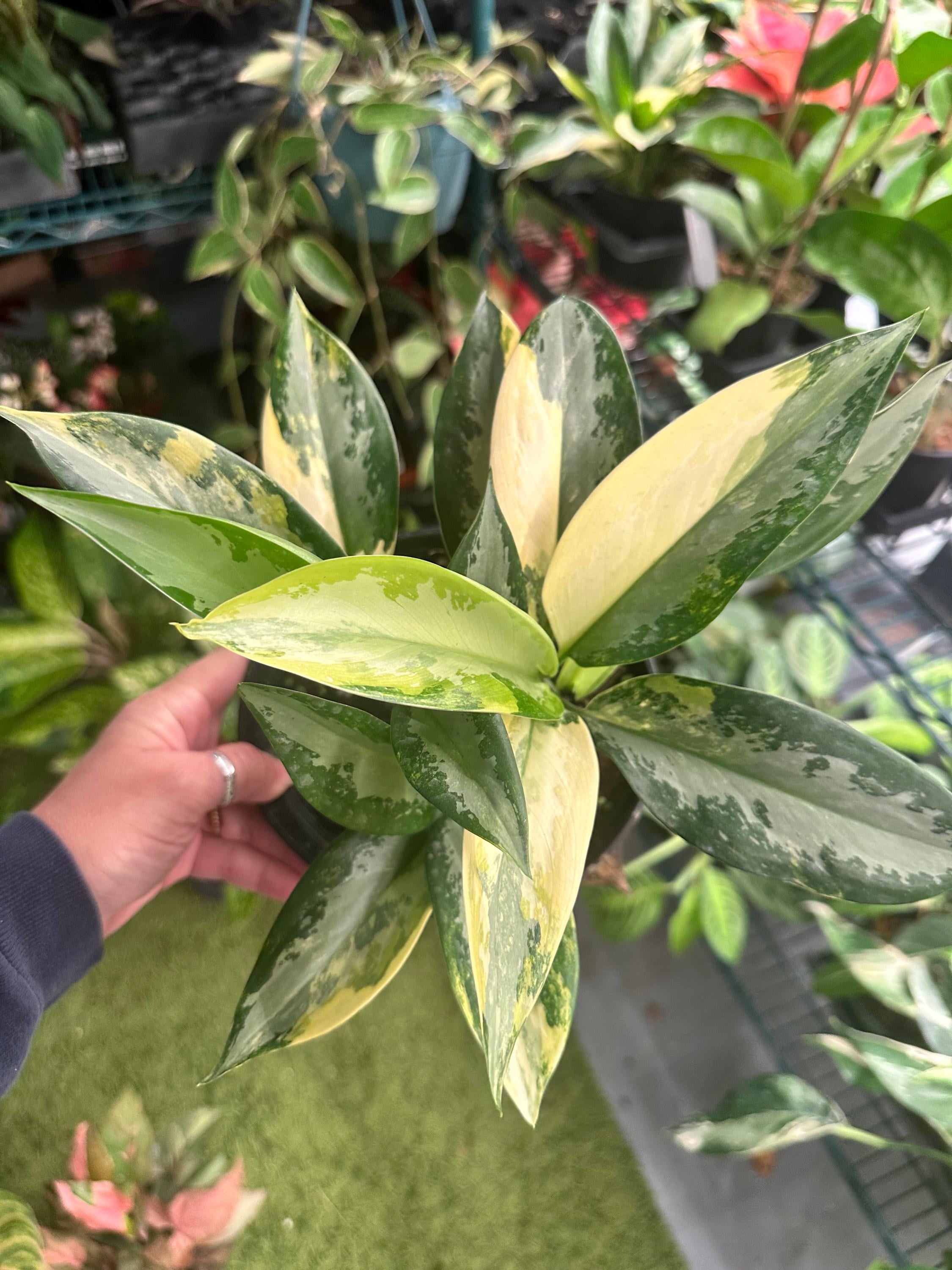 Aglaonema Suwannaphum / Suvarnabhumi – Highly Variegated Chinese