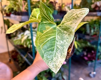 4” Syngonium batik variegated