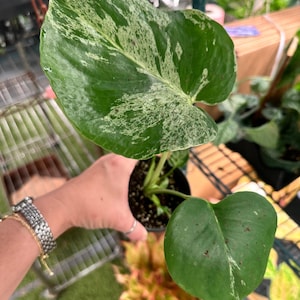 May include: A potted Monstera plant featuring a large, heart-shaped leaf with prominent white and light green variegation, alongside a smaller, solid green leaf with a subtle white splash, both growing from a dark soil-filled plastic container.