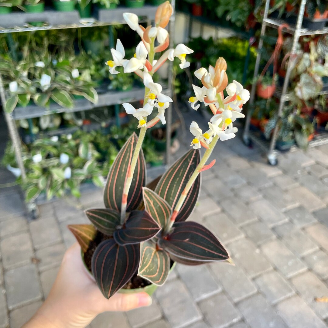 Ludisia Discolor Jewel Orchid Potted Houseplant Etsy