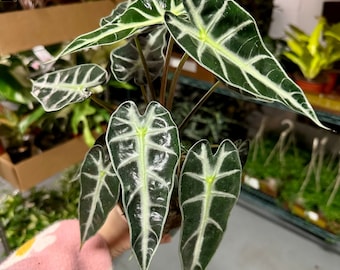 4” Alocasia bambino - small