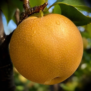 May include: A round, golden-brown Asian pear hanging from a dark brown tree branch. The fruit has a textured, speckled skin with small water droplets visible on its surface. Green leaves are partially visible at the top of the frame.