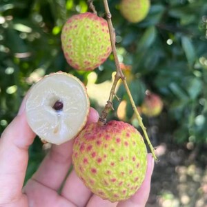 May include: A cluster of lychee fruit hanging from a thin brown stem. One fruit is peeled to reveal the translucent white flesh and a single dark brown seed inside. The outer skin of the fruit is light green with small pinkish-red speckles.