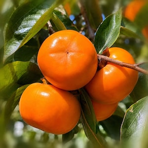 May include: A cluster of bright orange persimmon fruits hanging from a tree branch. The round, smooth-skinned fruits are surrounded by dark green, glossy leaves. The persimmons appear ripe and firm, with a visible stem connecting them to the branch.