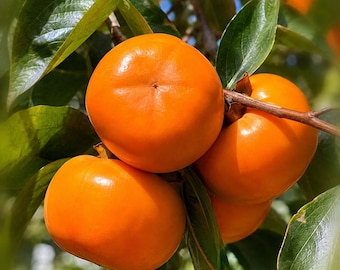 Jiro Persimmon Tree Grafted Dwarf Bare Root Sweet Non Astringent Japanese Persimmon
