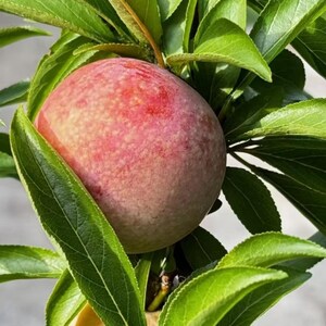 May include: A single round peach with a smooth skin transitioning from a deep reddish-pink hue to a pale yellow-green base color, nestled among several vibrant green, serrated leaves on a branch with visible veins and pointed tips.