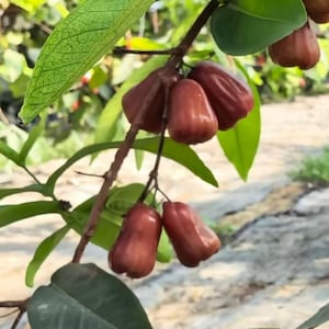 May include: A cluster of bell-shaped rose apples hanging from a thin brown branch. The fruit has a smooth, shiny, deep reddish-maroon skin. Several large, vibrant green leaves with visible veins surround the fruit, attached to the woody stem.