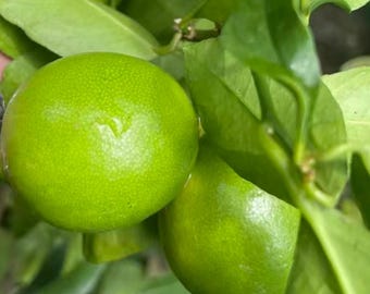 May include: Two bright green limes hanging from a branch surrounded by lush green leaves. The citrus fruits have a textured, porous rind and are attached to thin stems, nestled among several broad, smooth, and vibrant green foliage.