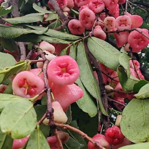 May include: A cluster of ripe, bell-shaped rose apples hanging from a tree branch. The fruit features a smooth, light pink to vibrant magenta skin with a distinct indented center. Lush, elongated green leaves surround the fruit on brown stems.