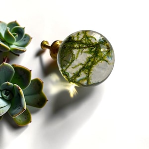 May include: A spherical cabinet knob featuring a clear resin dome encasing green moss, attached to a metallic gold-toned base. The knob is positioned next to two green succulent plants, showcasing a botanical design with a smooth, glossy finish.