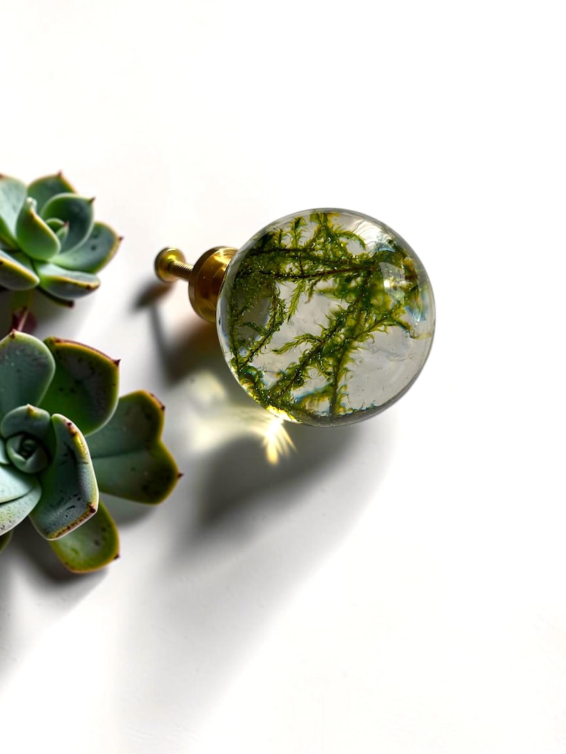 May include: A spherical cabinet knob featuring a clear resin dome encasing green moss, attached to a metallic gold-toned base. The knob is positioned next to two green succulent plants, showcasing a botanical design with a smooth, glossy finish.